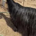 البيع عنز حليب