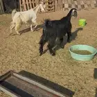 معزا وحده دافع البيضا لها3شهور والثانيه مبيوع ولدها شقا