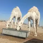 قعود وبكرا للبيع