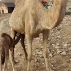 خلفة للبيع