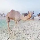 للبيع هجن الهجن سبوق الحقه