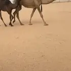 جذعه تحتها بكره كفو