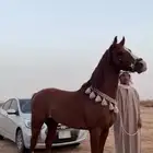 حصان شعبي سبوق حار