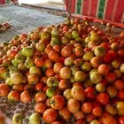 الي عنده طماطم او خيار للبيع في الباحه يتواصل معي