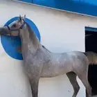 حصان ينافس الواهو