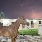 فرس شعبيه شيخه