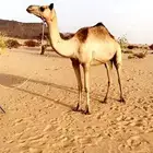 ناقه اصيل ام ثاني راكض بنت جبار المختبر امها مهجنه منتج