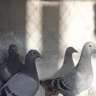 فروخ حمام زاجل سابق أهلهم بشهيد وابطال