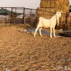 توم صنف الصنف تيس وجفره
