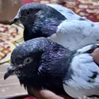 حمام تيدي زوجين