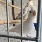 زوجين كروان للبيع