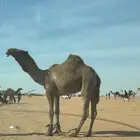 ساجر