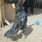 ديك سندي حار جدا  طول بلكتين ونص ماشاءالله تبارك الله