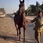 فرس ركوب انجليزية