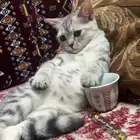 قطه
