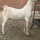 مشروع بيشي فاخر