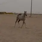مهر واهو