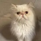 قطه انثى للتبني