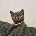 قطة سكوتش سينامون أصول مسجلة