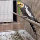 طير كروان اليف مايعض ولعوب وعنده كلام على حسب مزاجه وعمره سن