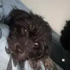كلب للبيع م اغراضه و أكله و متطعم قريب