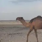 قعود كفو