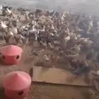 دجاج