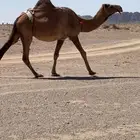 لقحه