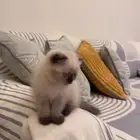 قط هملايا انثى