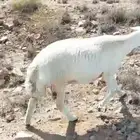 حايل ثني