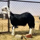 خرفان نجد مشاريع فحول