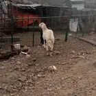 طلي مشروع فحل صنف