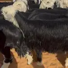 رخال نجد مقاني خصم