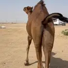 بكره ساحليه لقحه