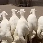 غنم جفو جبره