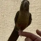 ببغاء الكنيور