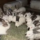 ارانب كلفورني