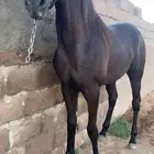 مهر ادهم شعبي