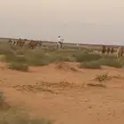 للبيع رحول ابل