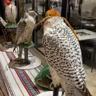 صقور