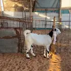 للبيع تيس وجفرهه كفو