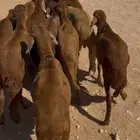 سواكن جذعان تربية شهرين وزود