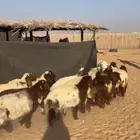 هرافي طيبه نعيم