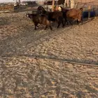 معزا مصريات