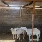 ضان خلفات متاومات كلها طيبه ب الحيل