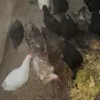 البيع دجاج بلدي