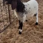 للبيع داغور نعيمي
