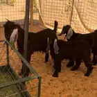 تيوس مخاصي