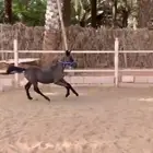 مهره للبيع