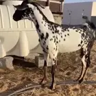 عنز فاخره ) السن سديس) دافع لع 4 شهور